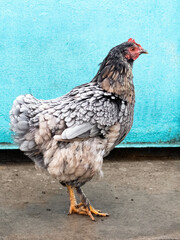 A gray chicken on a farm near an iron fence