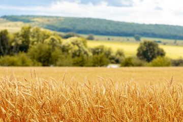 A wheat field with ripening ears of wheat and a forest in the distance. Rural landscape with yellow wheat field