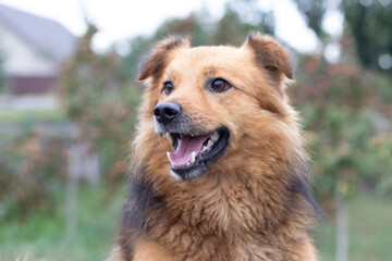 Brown shaggy dog with open mouth on blurred background close-up. Portrait of a cheerful friendly dog