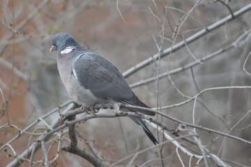 Pigeon enduring the cold perched on the branch of a tree