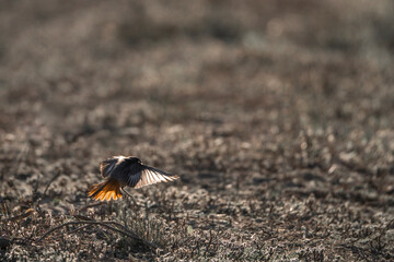Red robin in the sun in Spain