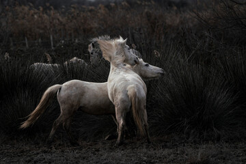 Obraz premium Camargue white horses living semi wild in France