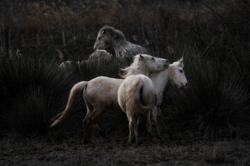 Camargue white horses living semi wild in France