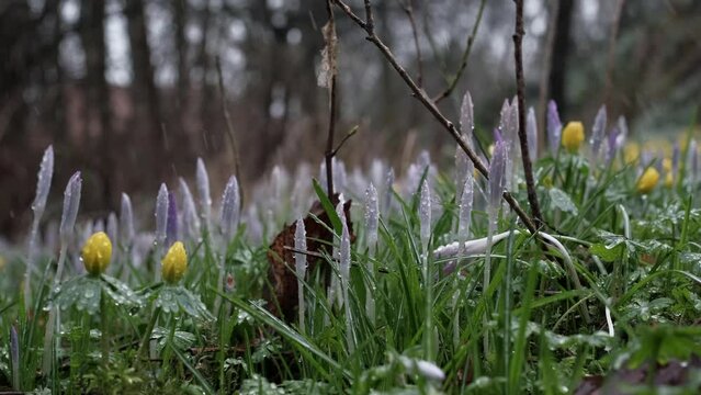 Crocus and drops of rain and sleet in the forest