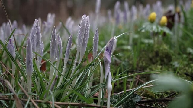 Crocus and drops of rain and sleet in the forest
