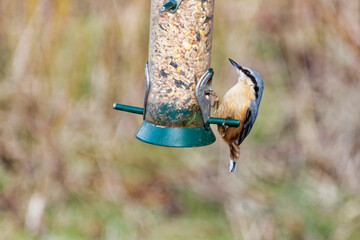 Nuthatch on a bird feeder in Winter