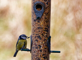 Blue Tit eating a sunflower seed from a bird feeder