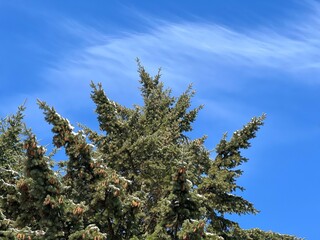 Conifer tree Douglas fir tree evergreen Pseudotsuga menziesii in forest.