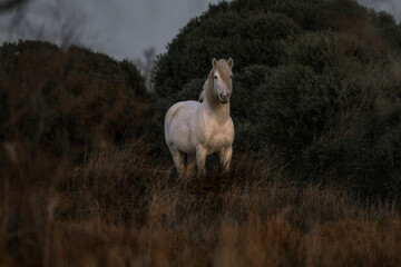 beautiful white Camargue horses in France - obrazy, fototapety, plakaty