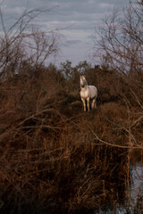 White Camargue horses living semi wild in beautiful nature 