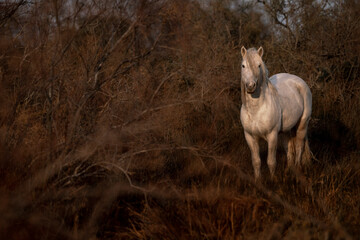 White Camargue horses living semi wild in beautiful nature  - obrazy, fototapety, plakaty