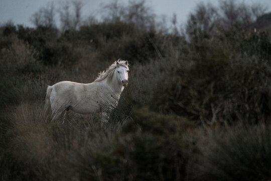 Fototapeta beautiful white Camargue horses in France