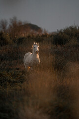 White Camargue horses living semi wild in beautiful nature  - obrazy, fototapety, plakaty