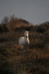 White Camargue horses living semi wild in beautiful nature 
