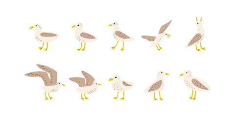 Seagull. Atlantic seabird. Marine Animal Vector illustration on white background.