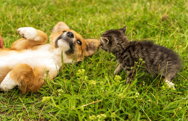 Puppy and kitten playfully look at each other while lying on green grass
