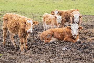 Obraz premium small herd of brown and white cows and calves out to pasture