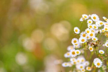 Wild field flowers, autumn daisies in the forest. Background, selective focus