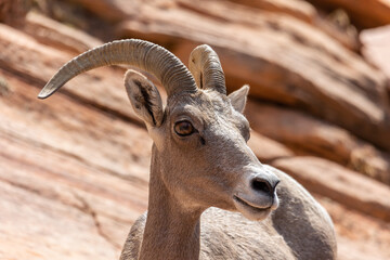 mountain goat portrait