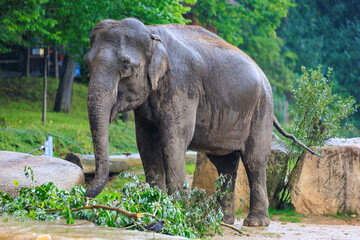 The elephant during the rain. Background with selective focus and copy space