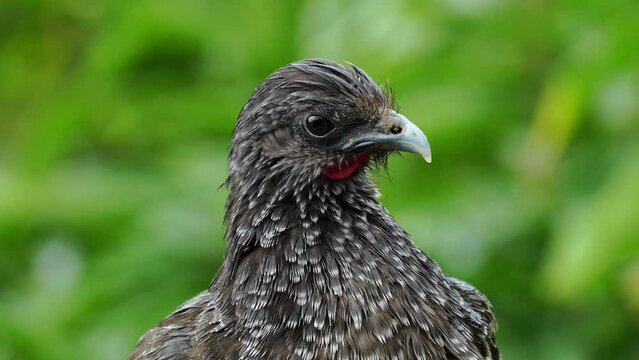 Guacharaca, pava de monte, chachalaca colombiana primer plano, ave de colombia