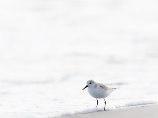 Un correlimos paseando por la playa.