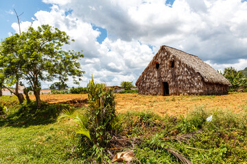 Fototapeta na wymiar Tobacco plantation in the Vinales Valley, Western Cuba, Cuba, Caribbean