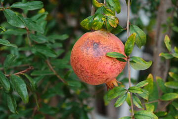 Pomegranate in the garden. Pomegranate is a fungus that feeds on the rice plant.