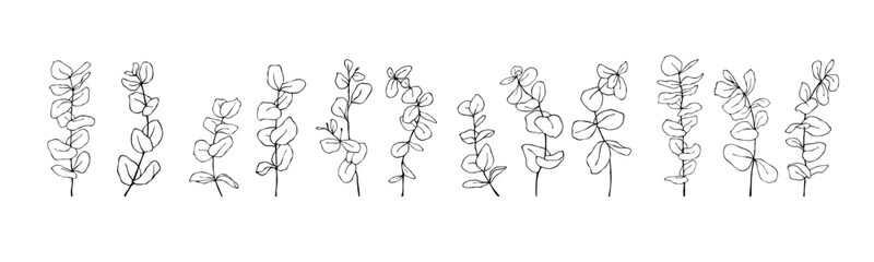 Linear sketch set of ecaliptus tree branches.Vector graphics.