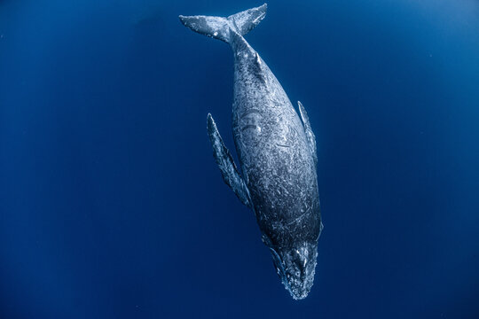 Humpback Whale in Okinawa