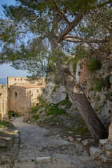Walls of an ancient stone fortress with a large tree