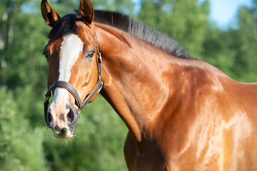 Obraz premium portrait of light bay beautiful sportive horse. close up. summer sunny day