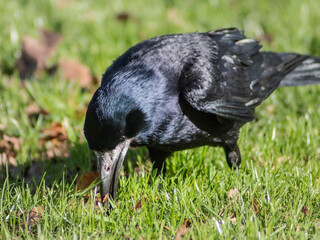 Close-up of a crow  on the grass in park