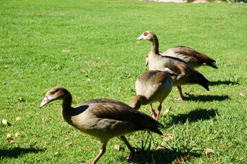 Duck 27