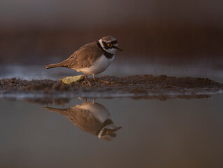 Little Ringed Plover With Reflection in water 