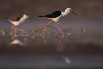 Black Winged Stilt in lake 