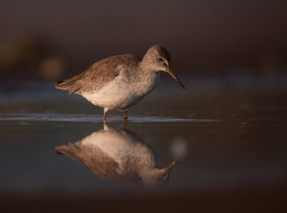Common Red Shank with reflection in water in Morning 
