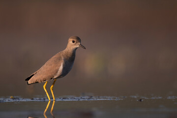 White Tailed Lapwing 