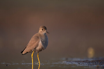 White Tailed Lapwing 