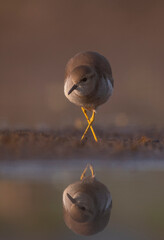 White tailed lapwing  with Reflection in Water 