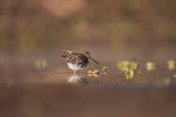 Common Snipe in fluffy mood in morning
