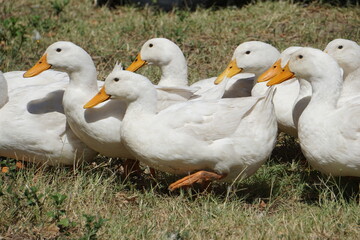 Duck 18