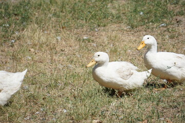 Duck 16