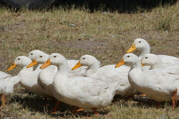 Duck 14