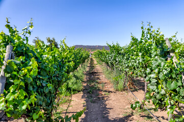 Fototapeta na wymiar Valparaiso, Chile - January 2, 2023: Vineyards in the wine region outside of Valparaiso, Chile 