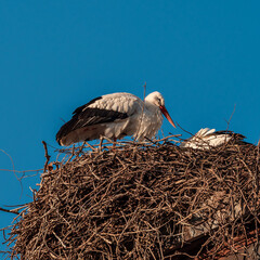 Storks are sitting in a newly made nest. Strasbourg. France.