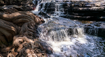 Cascada a lado de raíces grandes árboles