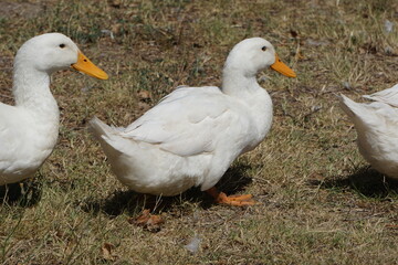 Duck 2 