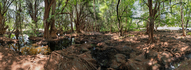 Árboles grandes, charcos y raíces