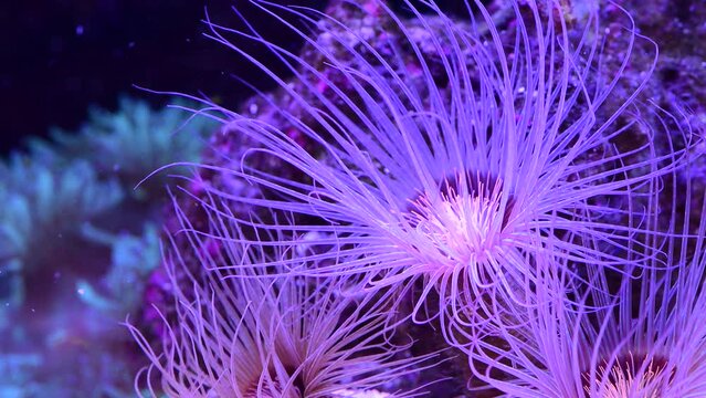 Purple flowers underwater on the coral reef. Vibrant pink neon sea anemones in an aquarium. Tropical flower tubes under fluorescent light in a saltwater tank. Living plants tentacles dancing in water